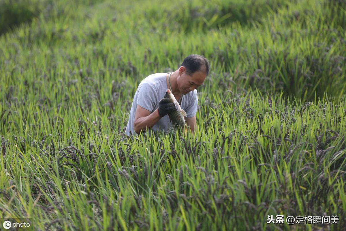 最新鲫鱼品种探索与解析，揭秘新品种特性及养殖技巧